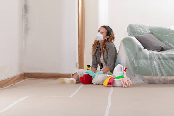 Reliable Mold Cleanup contractor in Springfield, MA by Cheap Mold Removal